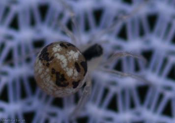 image for Sputnik Spider