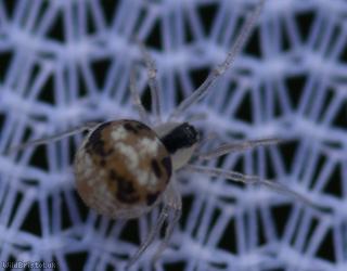 Sputnik Spider