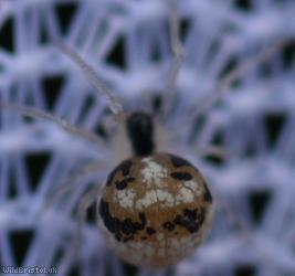 Sputnik Spider