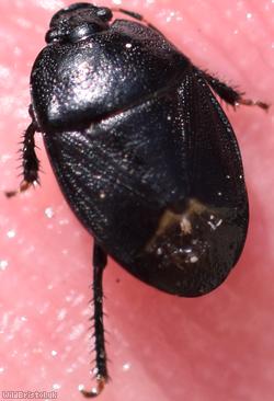 Forget-me-not Shieldbug