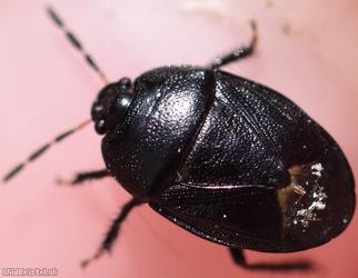 Forget-me-not Shieldbug