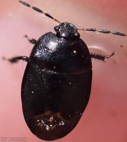 Forget-me-not Shieldbug