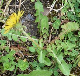 image for Broad-lobed Dandelion