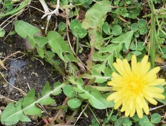 Broad-lobed Dandelion