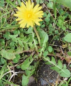 Broad-lobed Dandelion