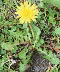 Broad-lobed Dandelion