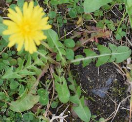 Broad-lobed Dandelion