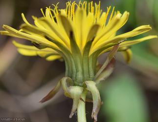 Broad-lobed Dandelion