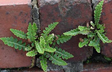 Rusty-back Fern