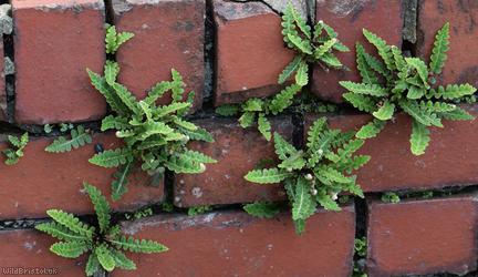 Rusty-back Fern