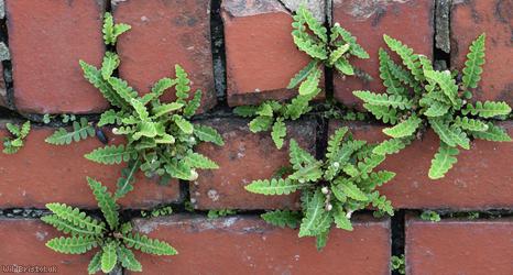 Rusty-back Fern