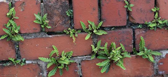 Rusty-back Fern