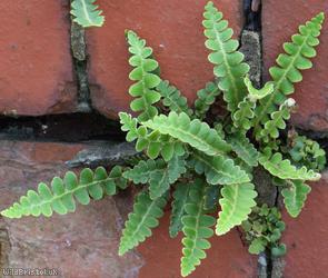 Rusty-back Fern