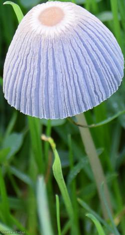 Pleated Inkcap