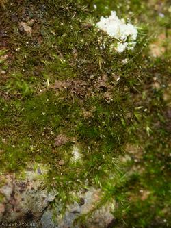 Tender Feather-moss