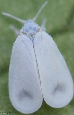 Honeysuckle Whitefly