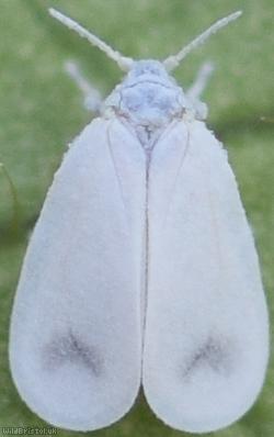 Honeysuckle Whitefly