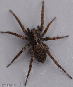 Spotted Wolf-spider