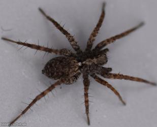 Spotted Wolf-spider