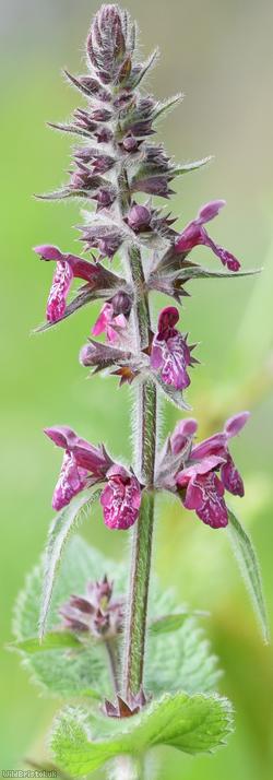 Hedge Woundwort