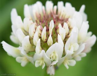 White Clover