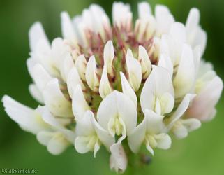 White Clover