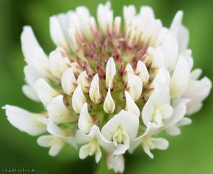 White Clover