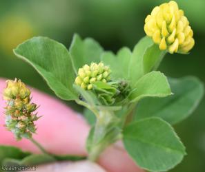 Black Medick