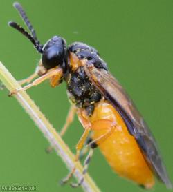 Athalia circularis