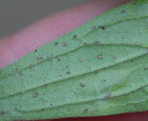 Agromyza lithospermi