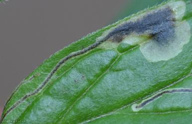 Agromyza lithospermi
