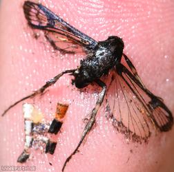 Red-belted Clearwing
