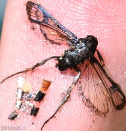 Red-belted Clearwing