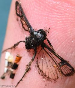 Red-belted Clearwing