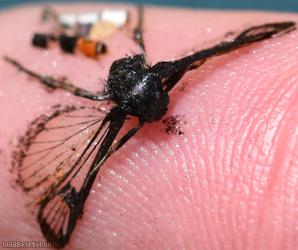Red-belted Clearwing