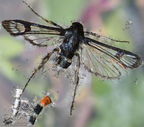 Red-belted Clearwing