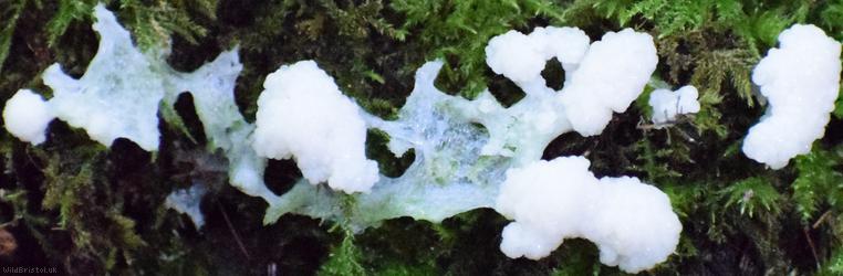 Dog Sick Slime Mould