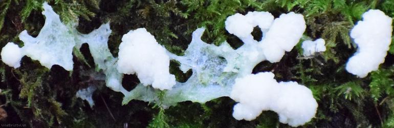 Dog Sick Slime Mould