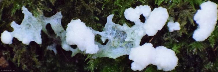 Dog Sick Slime Mould
