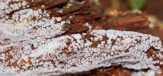 Honeycomb Coral Slime Mold