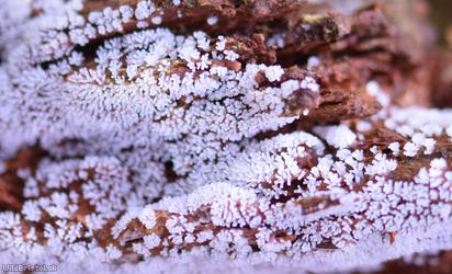 Honeycomb Coral Slime Mold