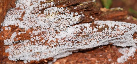Honeycomb Coral Slime Mold
