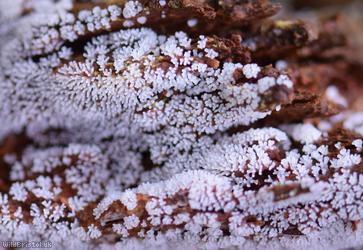 Honeycomb Coral Slime Mold