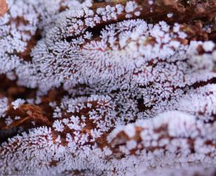 Honeycomb Coral Slime Mold