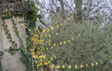 Trailing Forsythia