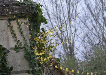 Trailing Forsythia