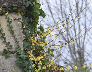 Trailing Forsythia