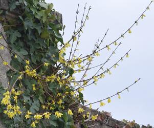 Trailing Forsythia