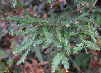 Coastal Redwood