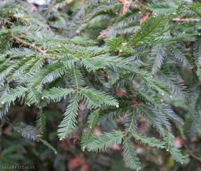 Coastal Redwood